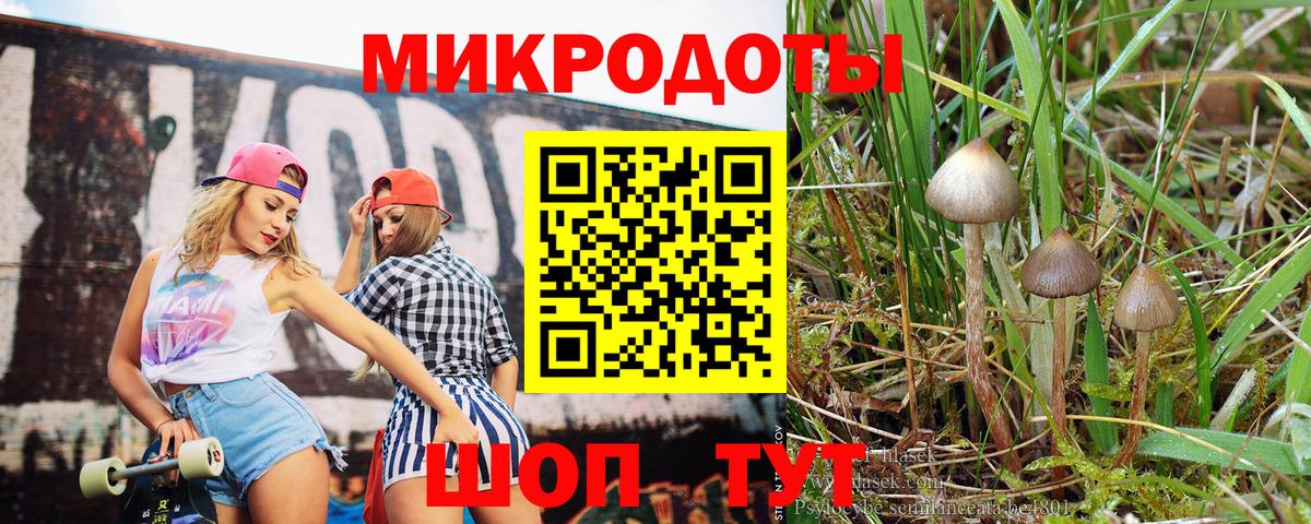 Псилоцибиновые грибы Psilocybe Щёлково